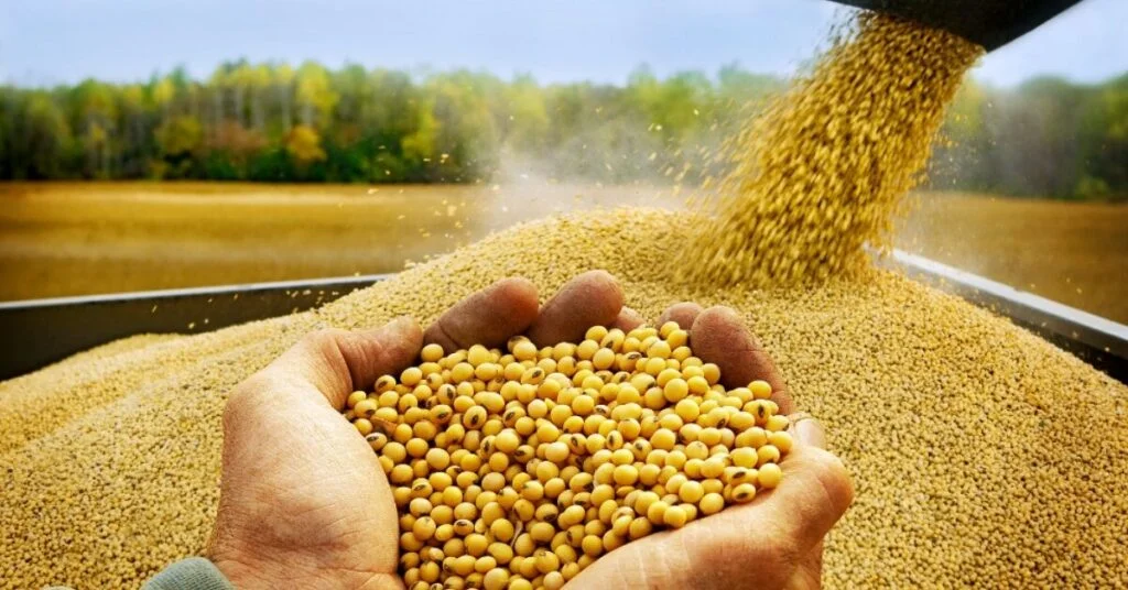 Colheita de soja 2023/24 em andamento! 3 Colheita de soja 2023/24 atinge 2,3% da área no Brasil, diz AgRural • Portal DBO