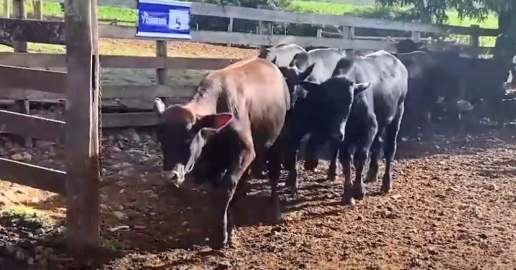 virtual em Cascavel faz média de R$ 2.421 • Portal DBO