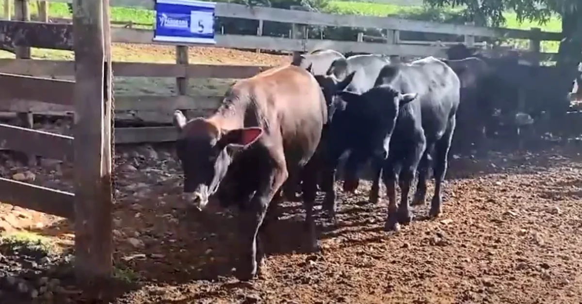 Salário virtual em Cascavel: o que esperar? 12 virtual em Cascavel faz média de R$ 2.421 • Portal DBO