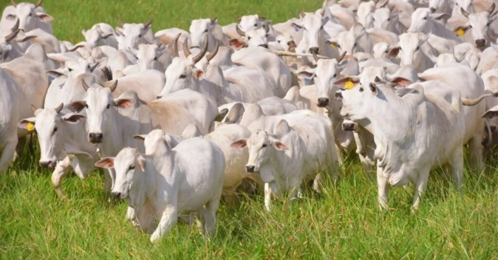 Saúde Única na fazenda: combatendo zoonoses 11 Zoonoses: saiba como livrar-se delas através do conceito de Saúde Única na fazenda