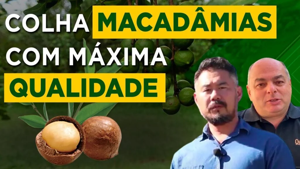 Segredos da Macadâmia: Colheita e Pós Colheita com Pedro Piza e Leonardo Moriya 1 segredos da macadamia colheita e pos colheita com pedro piza e leonardo moriya