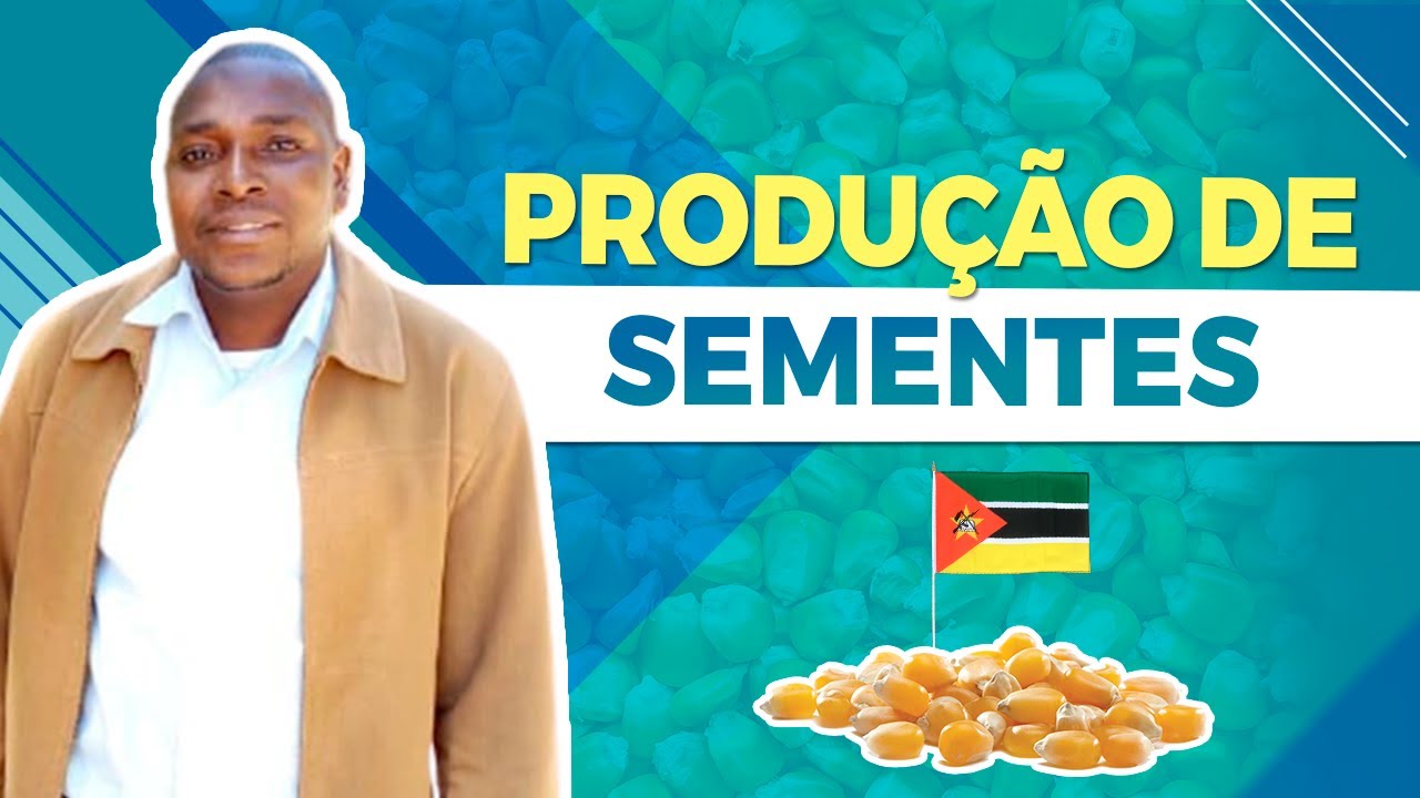 segredos da producao de sementes em mocambique binaiss castiano