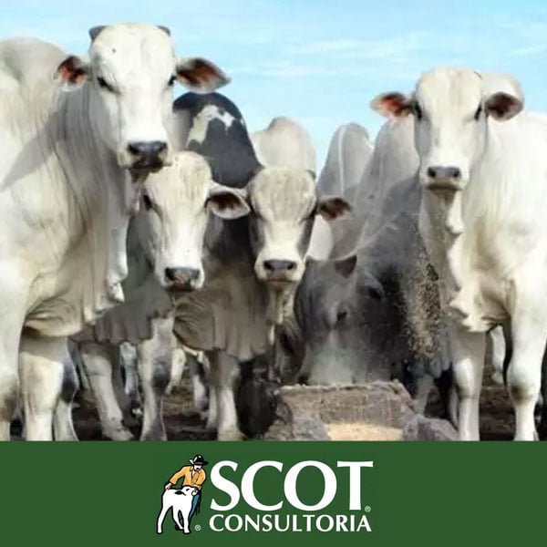 Scot Consultoria: Preços estáveis em São Paulo