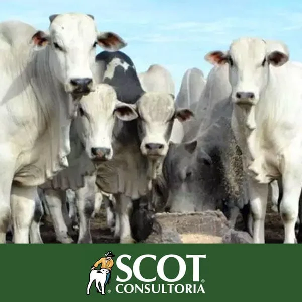 Scot Consultoria: Preços estáveis em São Paulo