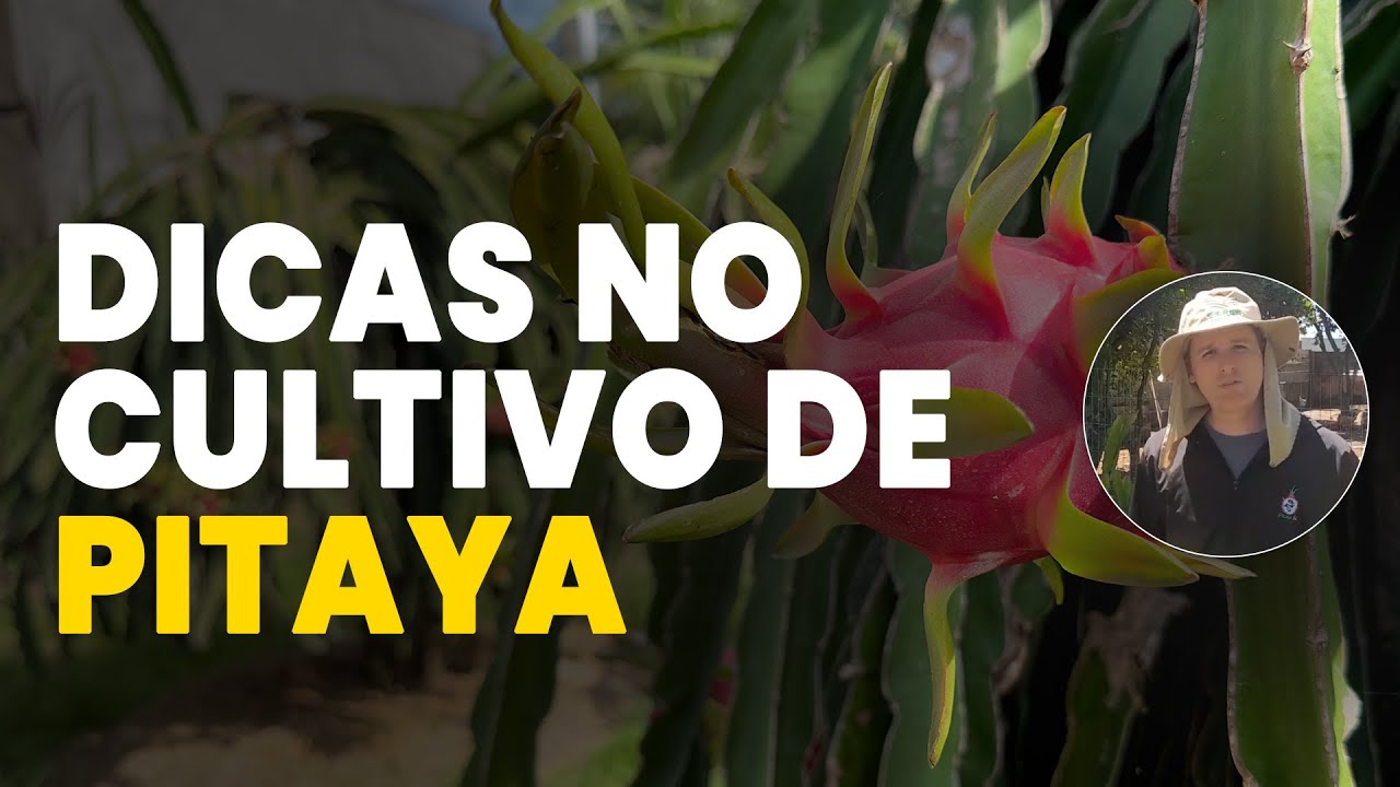 segredos do cultivo da pitaya