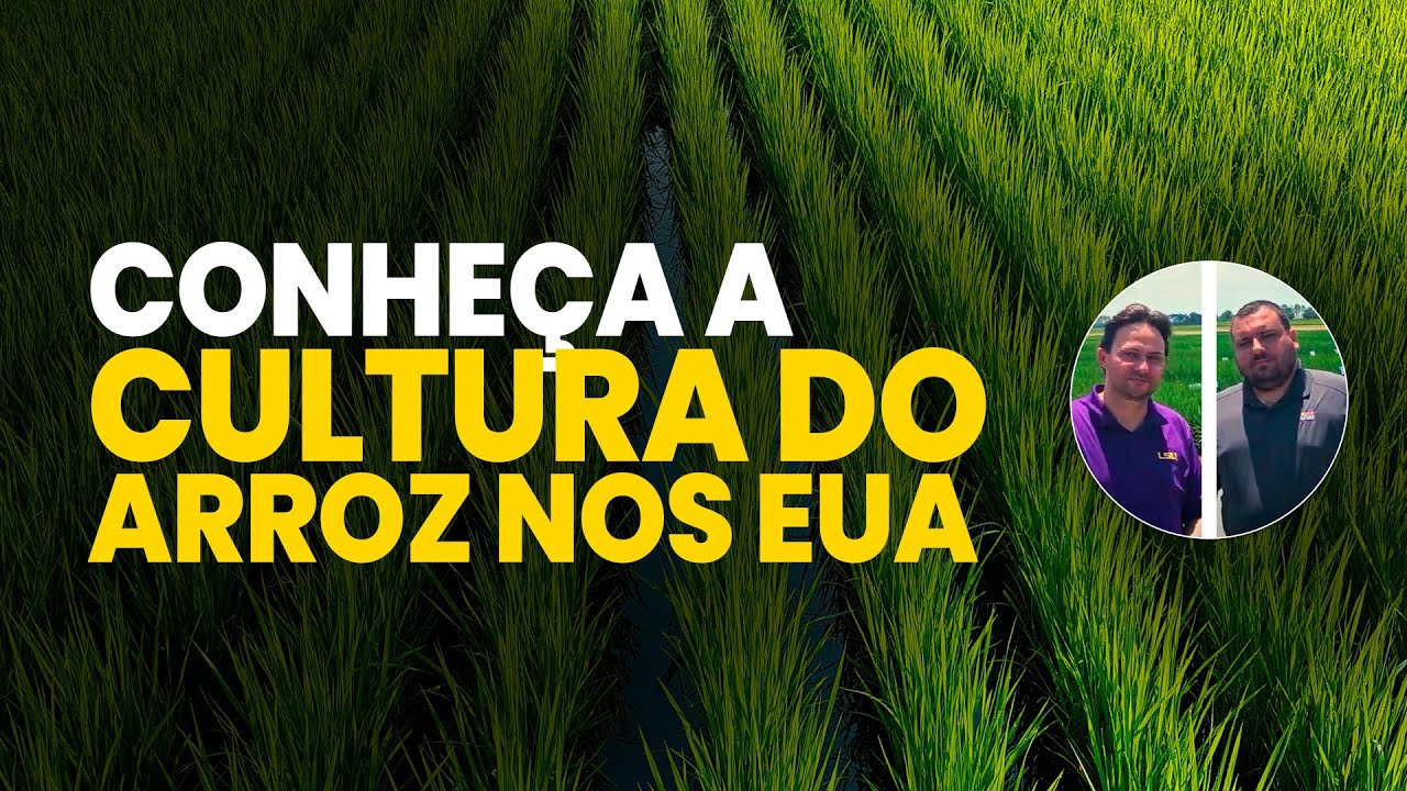 segredos do cultivo de arroz nos eua