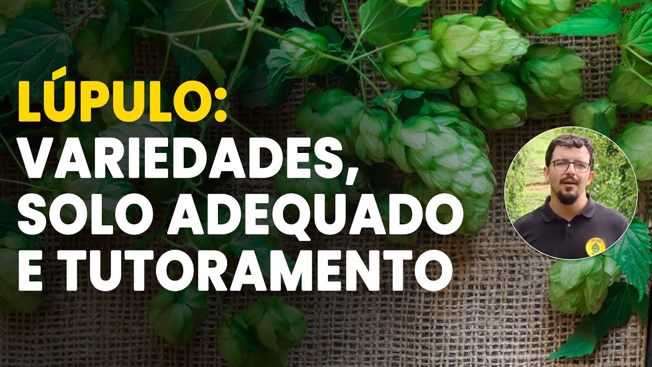 segredos do lupulo variedades e solo
