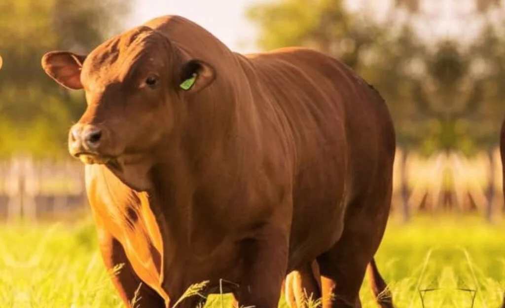 Senepol: sucesso na pecuária 2 gado senepol