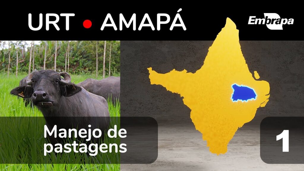 serie urts da embrapa amapa bubalinocultura