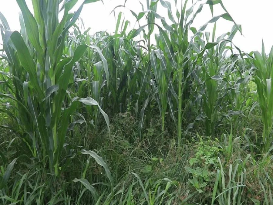 Agroeconomia apoia silagem de produtores rurais em Macaé - Portal Ururau - Portal Ururau