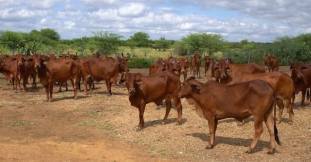 Sindi: pesquisa garante mais rusticidade para cruzamentos que garantem mais carne e leite
