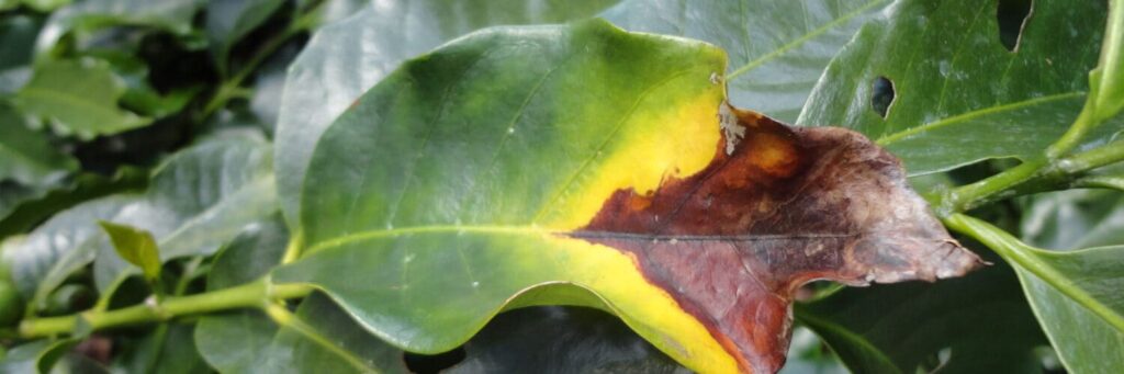 Sintomas de deficiências nutricionais no cafezal 88 Facebook