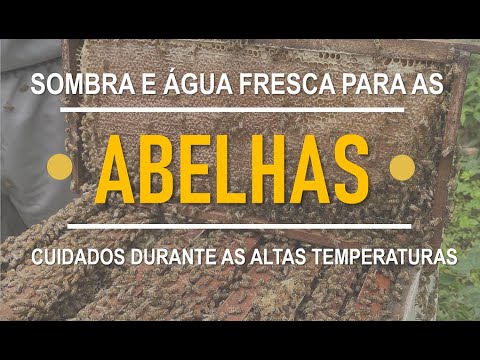 sombra e agua fresca para as abelhas