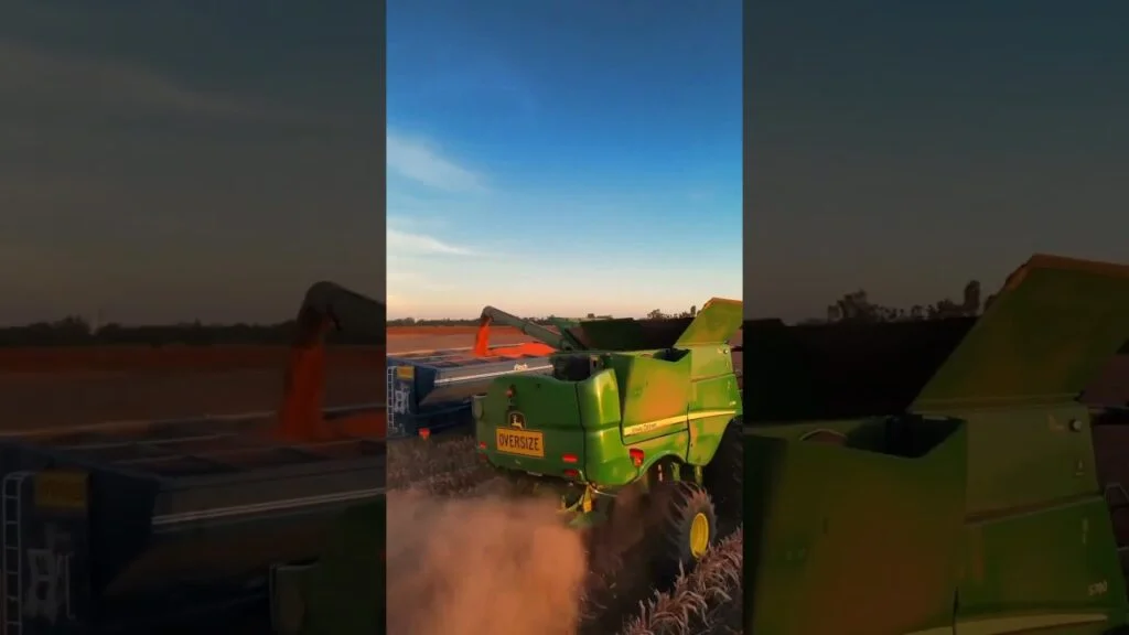 sorgo a colheita da prosperidade f09f8cbef09f9a9c