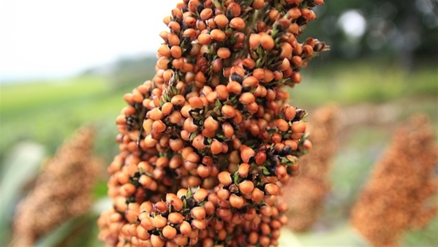 AgroPortal: Notícias, previsão, cotações e mais