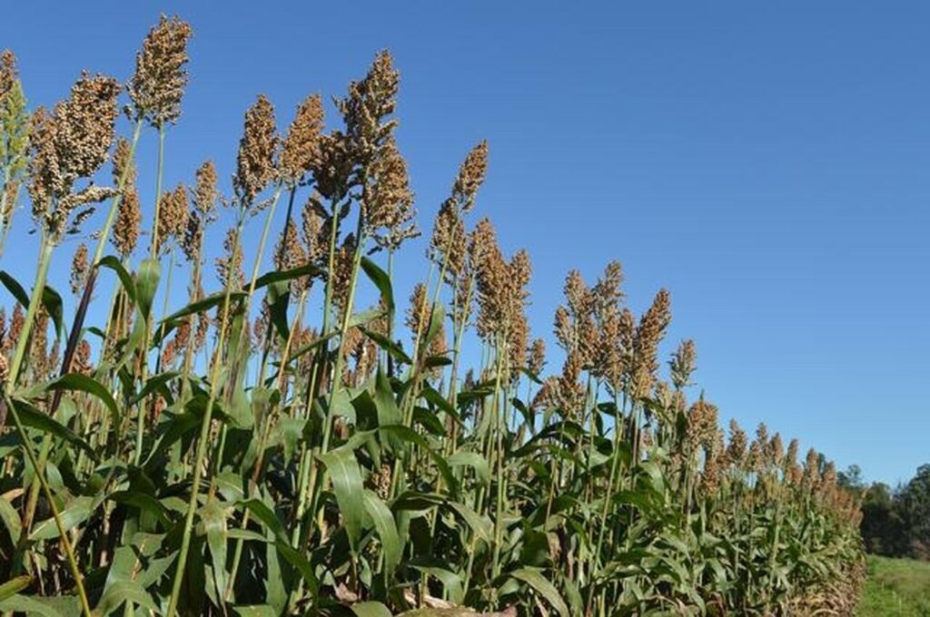 Sorgo mineiro: resistente e em alta! 9 Resistente a seca, produção mineira de sorgo cresce 84% em MG