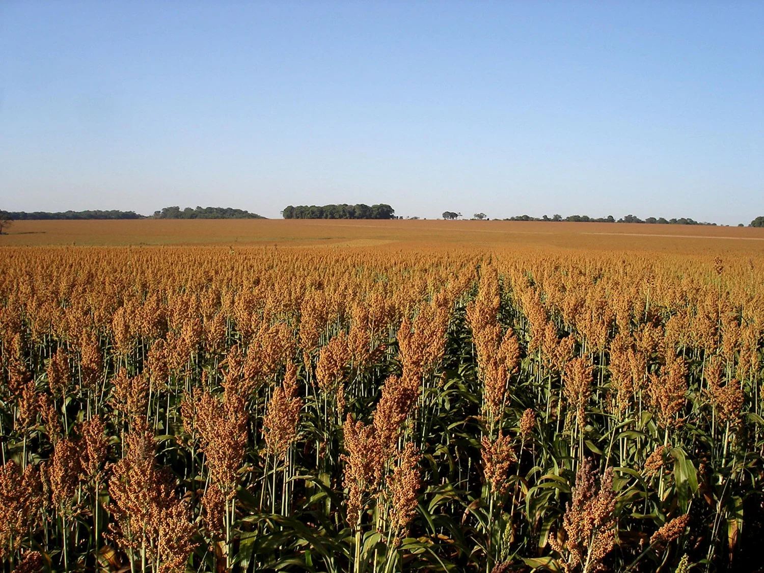 Mais produzido que feijão, sorgo avançado na safra do Brasil