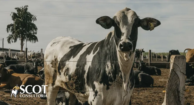 Stable cattle market in São Paulo