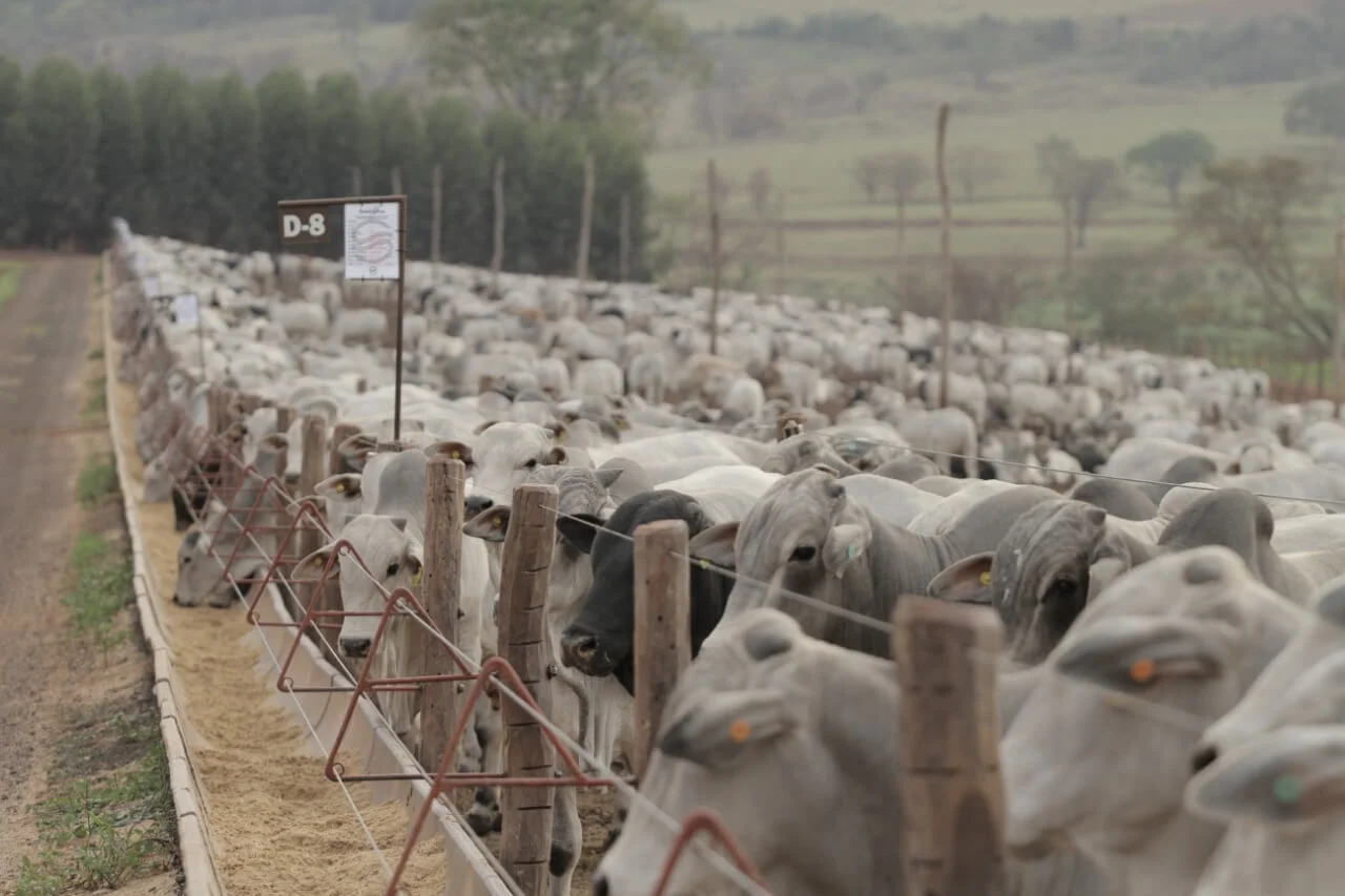 Suplementos para gado de corte: imprescindíveis na dieta 1 Suplementos para gado de corte: importância na alimentação