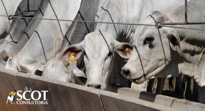 Surpresa em SP: Cotao da vaca caiu!