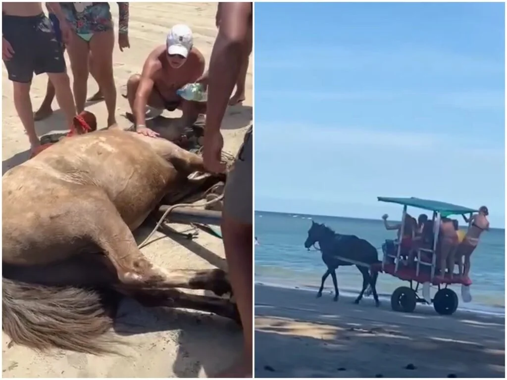 Táxi charrete: denúncia de maus-tratos a cavalo 7 Táxi charrete: moradores e turistas denunciam maus-tratos a cavalo em Morro de São Paulo; animal passou mal durante passeio