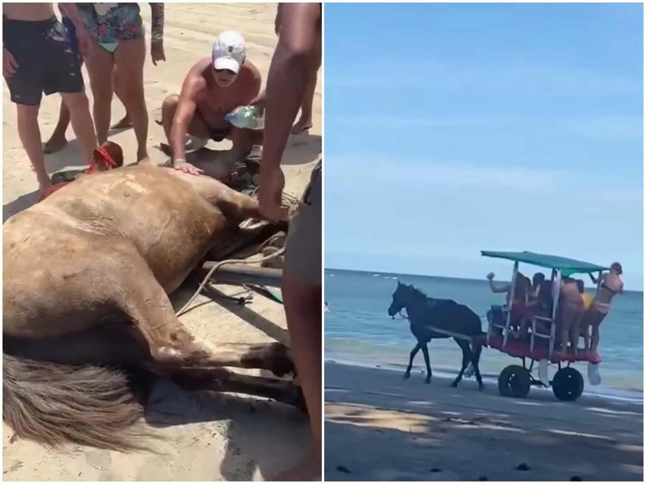 Táxi charrete: moradores e turistas denunciam maus-tratos a cavalo em Morro de São Paulo; animal passou mal durante passeio
