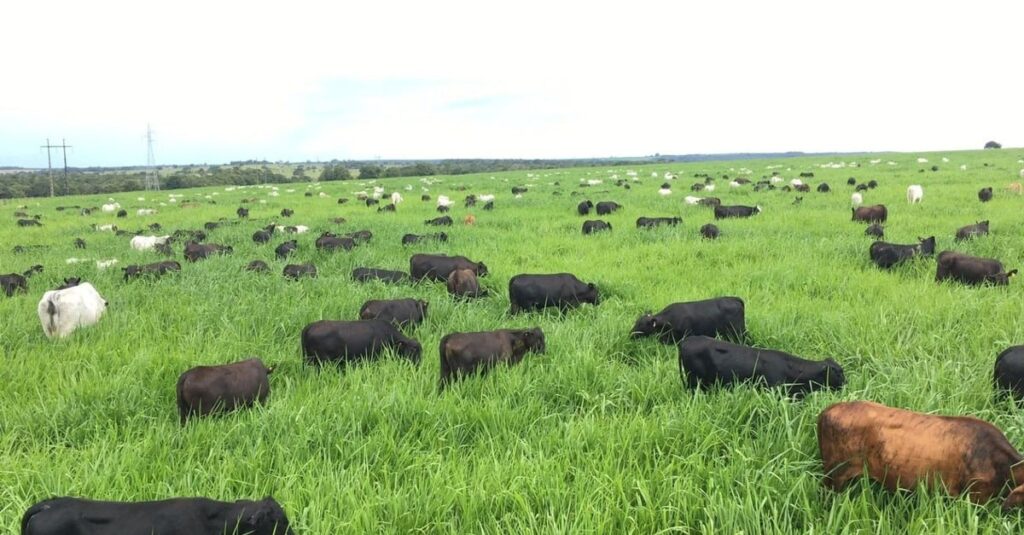 Pecuarista de Goiás revela a fórmula para terminar bovinos de 12 meses com 20@