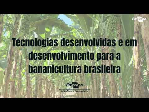 Tecnologias da Embrapa desenvolvidas e em desenvolvimento para a bananicultura brasileira