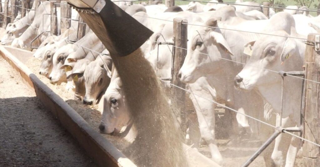 Tecnologias inovadoras para bovinos no Brasil: 1 bilhão alimentados 7 Explore as tecnologias inovadoras que nutrem mais de 1 bilhão de bovinos no Brasil