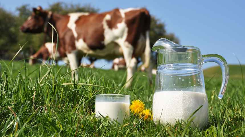 “Teste de saúde para vacas leiteiras” – Nestlé inova no cuidado dos animais.