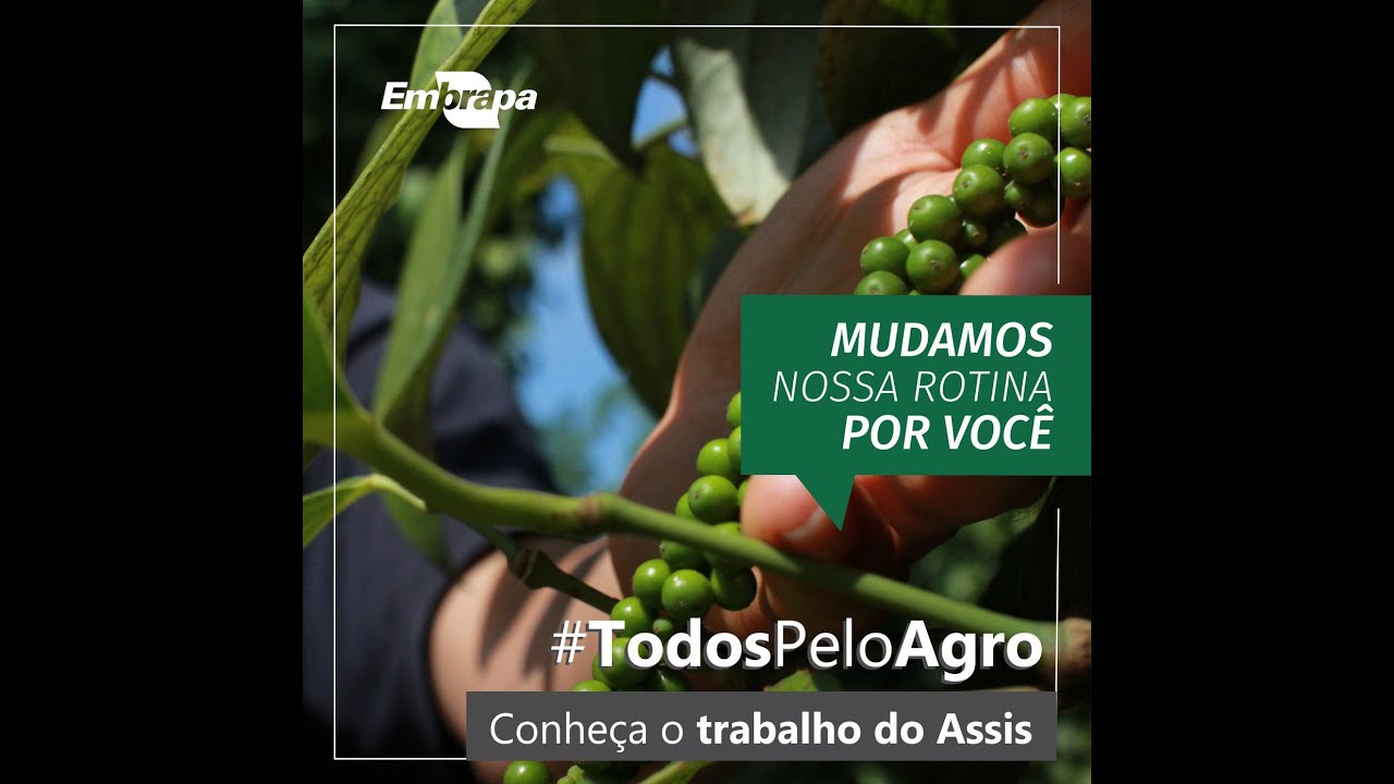 todospeloagro conheca o trabalho do assis