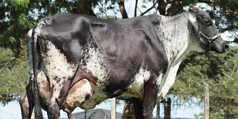 Vaca referência reprodutiva morre e deixa órfã a pecuária leiteira