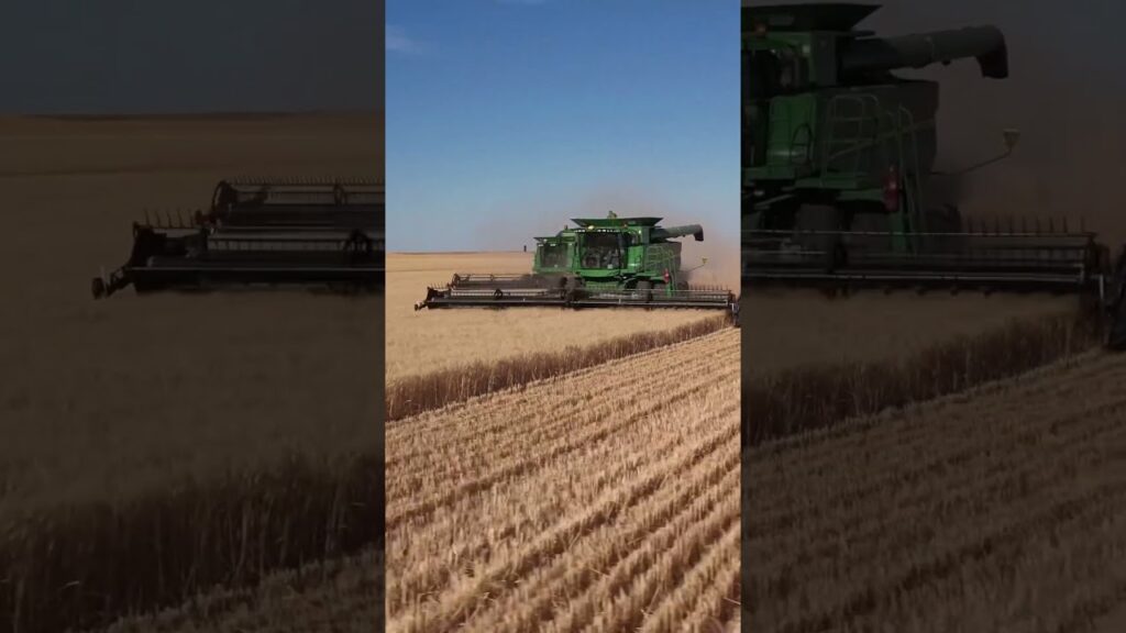 trigo a riqueza da colheita trigo agro agronomia