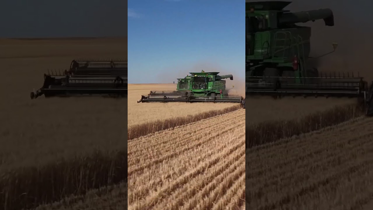 trigo a riqueza da colheita trigo agro agronomia