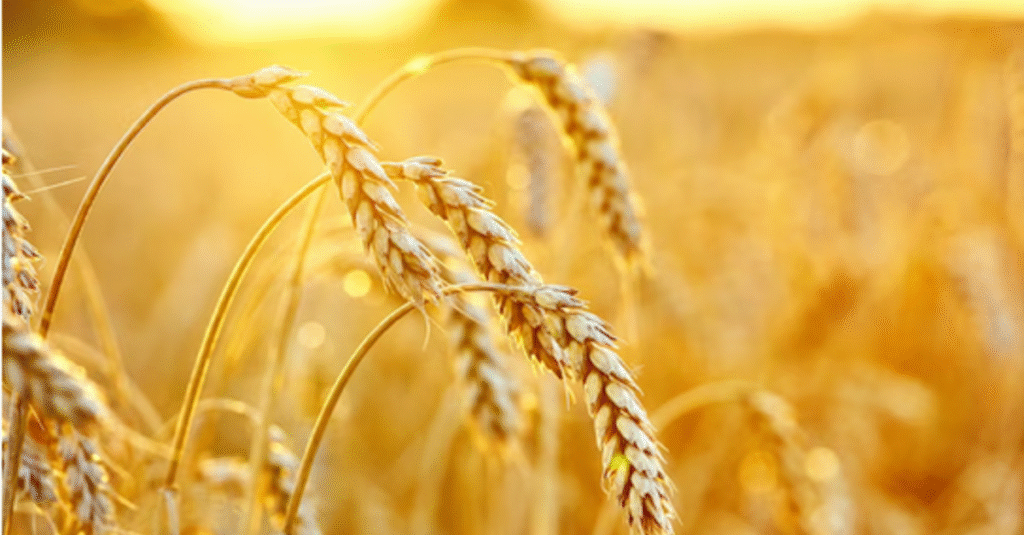 Trigo: preço praticamente atravessa 2023 em queda