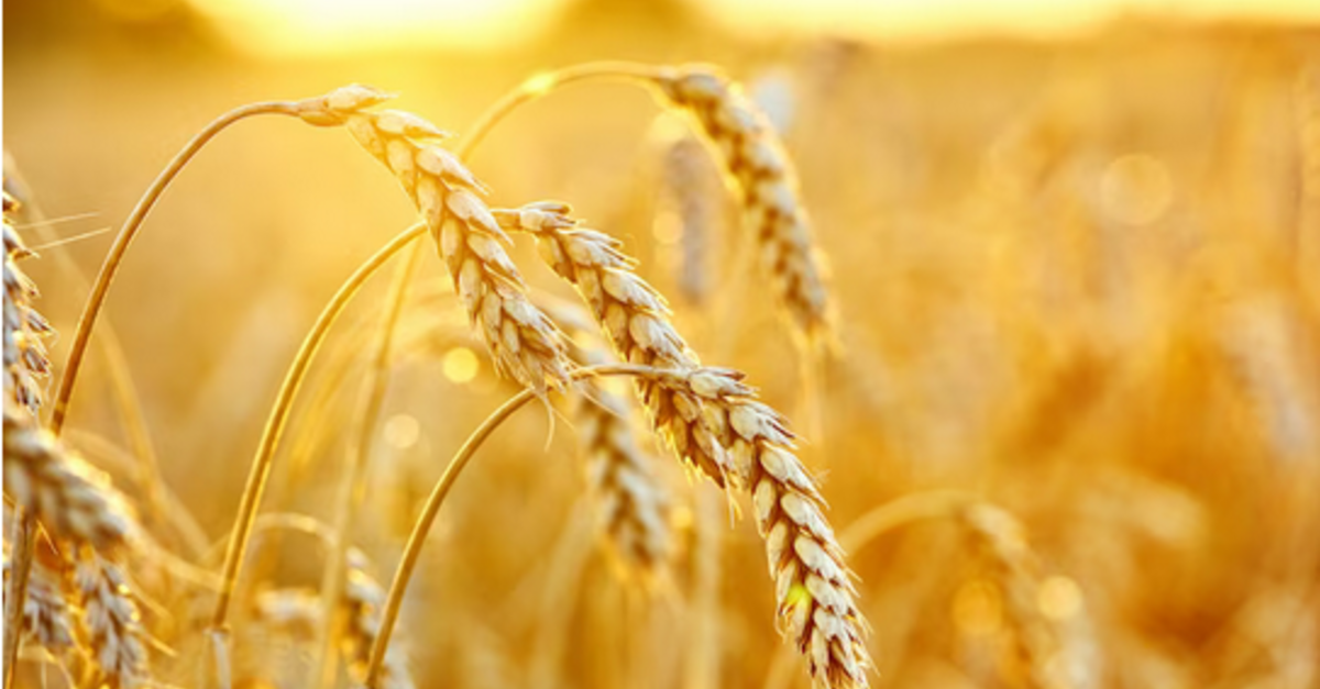 Trigo: preço praticamente atravessa 2023 em queda