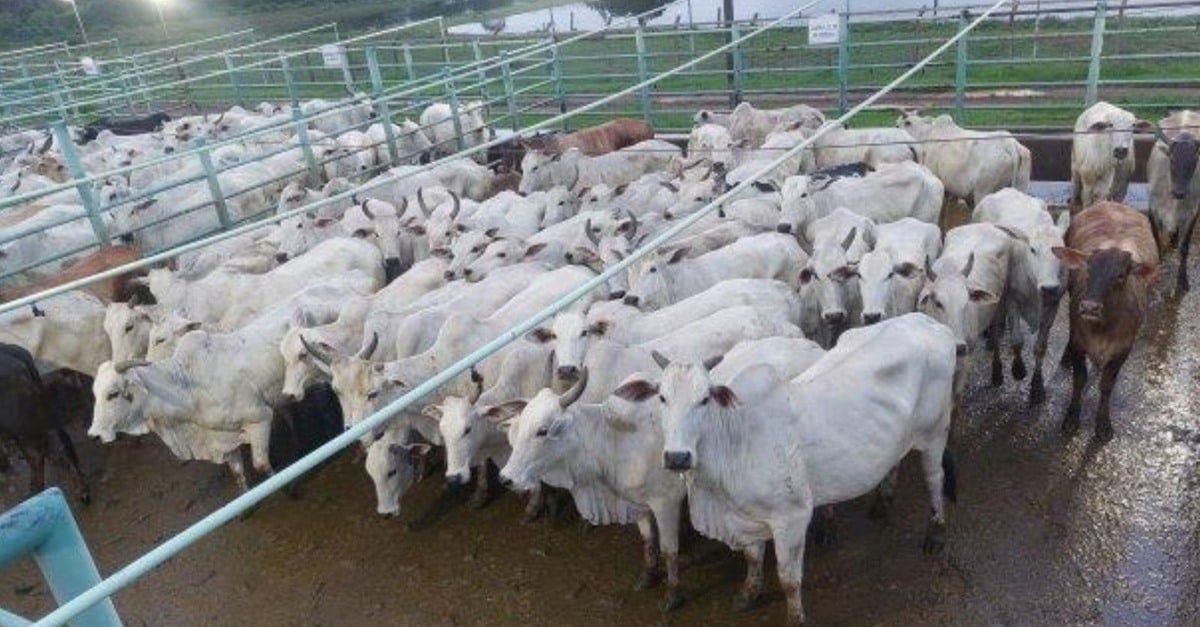 Vacada robusta rouba a cena em Juína (MT)