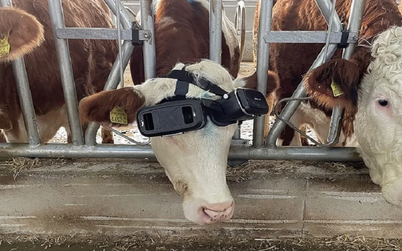 Vacas estão utilizando óculos de realidade