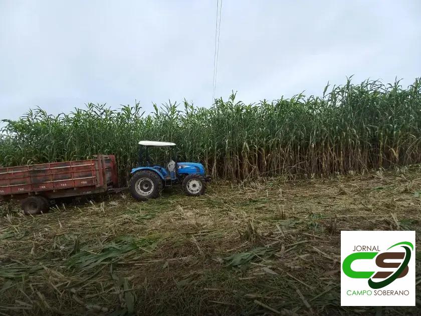 Valor Nutricional da Silagem do Mega Sorgo Santa Elisa para Gado em Brejo Santo