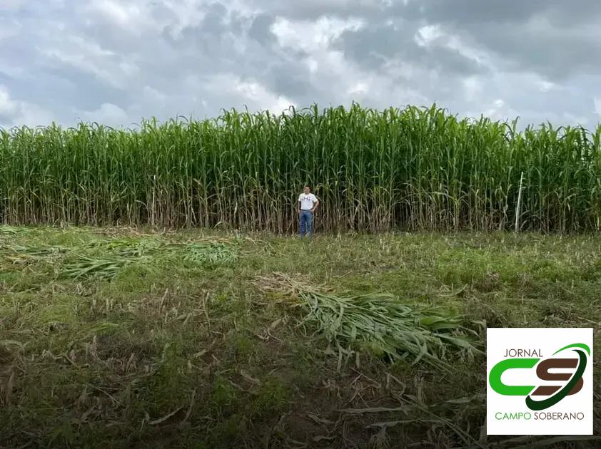 Valor Nutricional da Silagem do Mega Sorgo Santa Elisa para Gado em Lagoa do Barro do Piauí