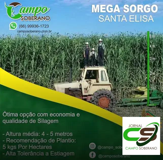 Valor Nutricional da Silagem do Mega Sorgo Santa Elisa para Gado em Manoel Emídio