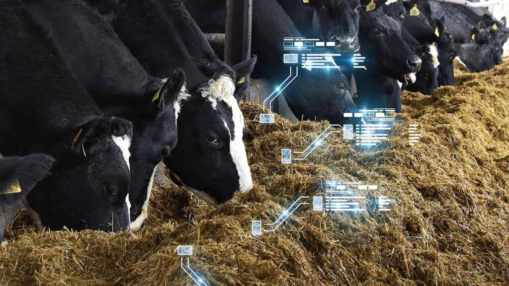 Saiba como a ensilagem beneficia a bovinocultura brasileira