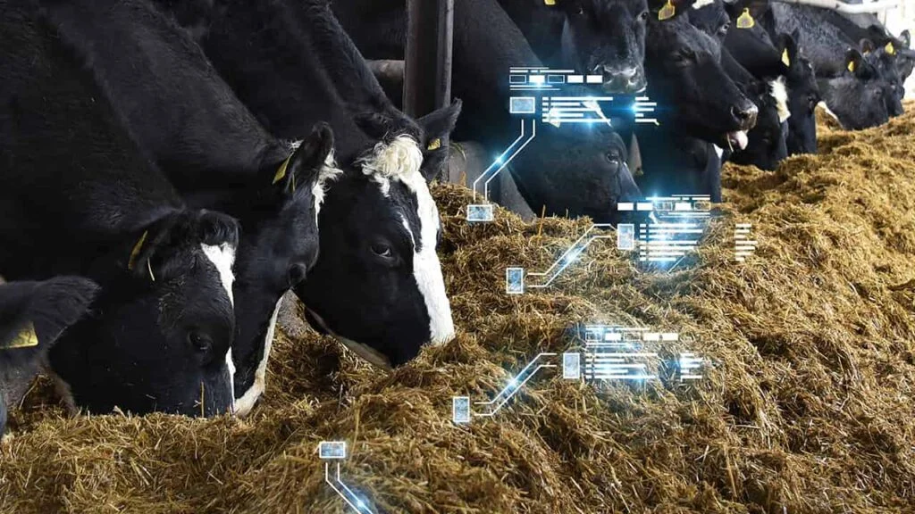 Vantagens da ensilagem para bovinos 2 Saiba como a ensilagem beneficia a bovinocultura brasileira