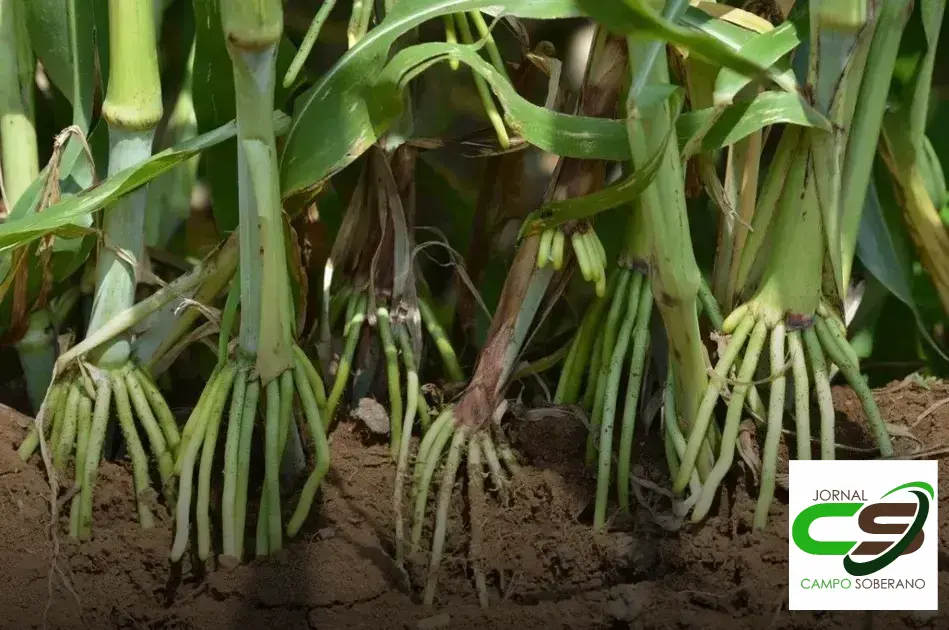 Venda de sementes de Mega Sorgo Santa Elisa para silagem em Manoel Emídio