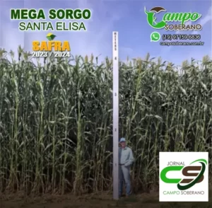 Venda de sementes de Mega Sorgo Santa Elisa para silagem em Marcolândia