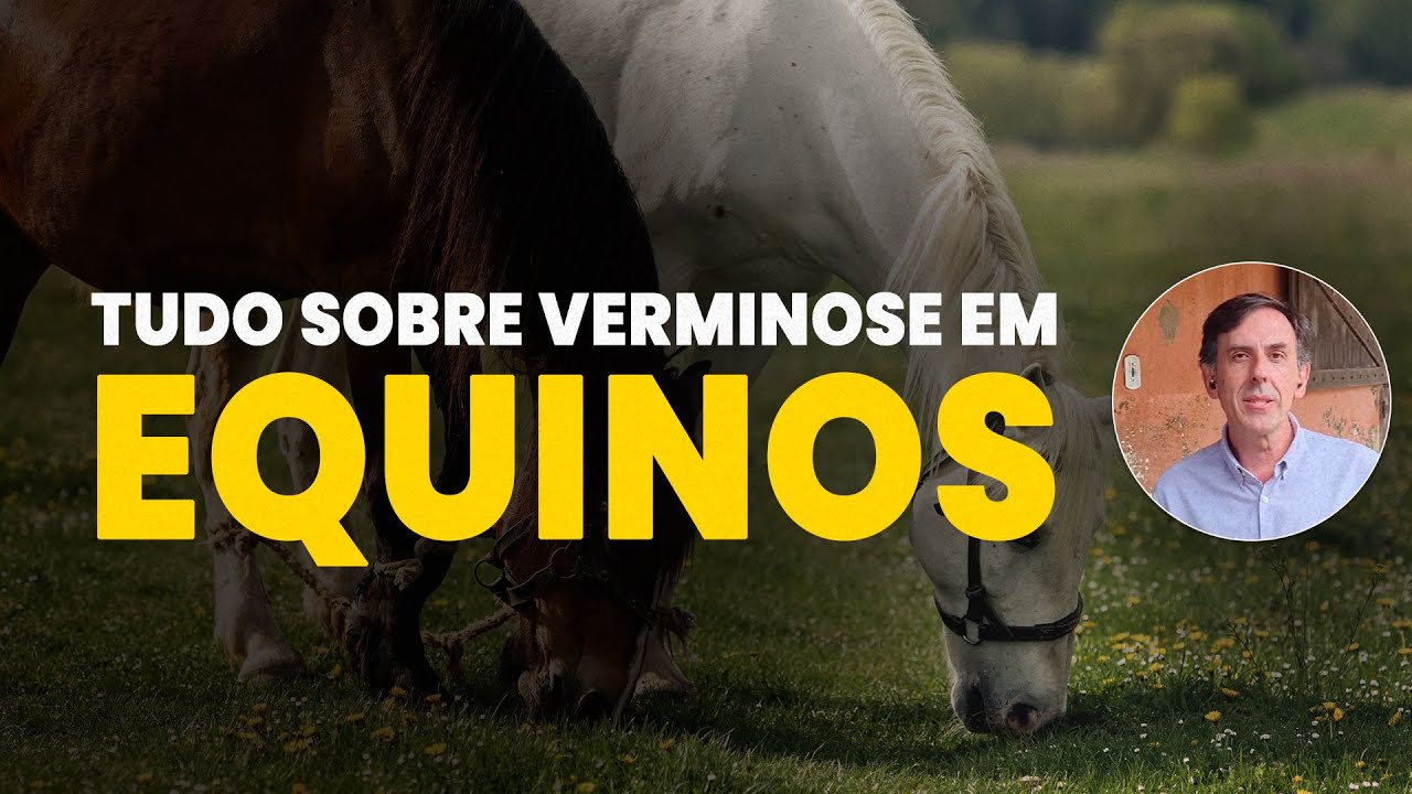 verminose em equinos tudo que voce deve saber