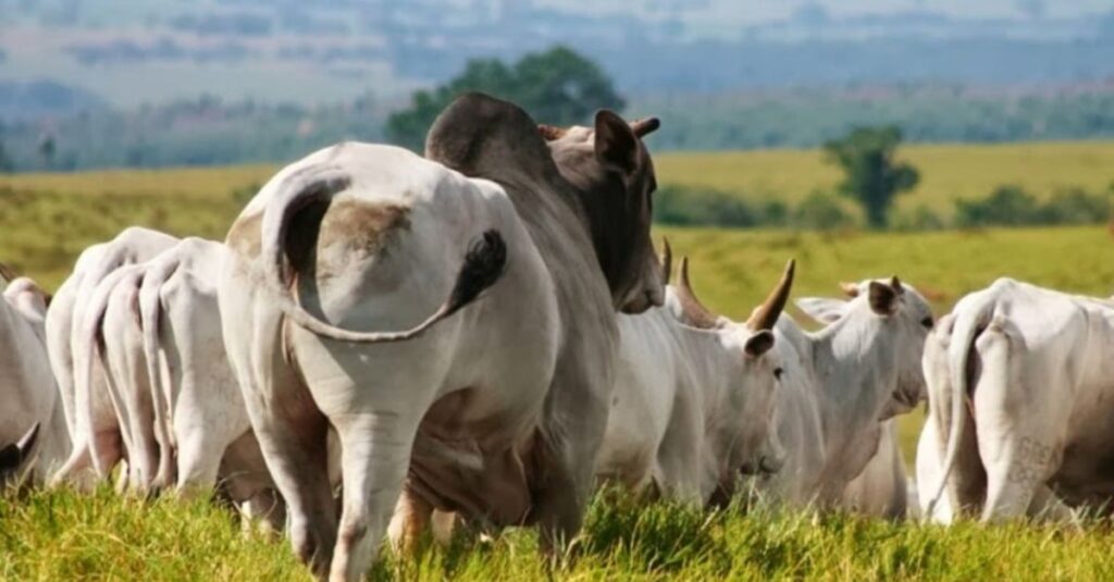 Veterinário responde: Descubra o número ideal de touros para cobrir vacas recém-inseminadas 18 Quantos touros são necessários para repassar vacas inseminadas?