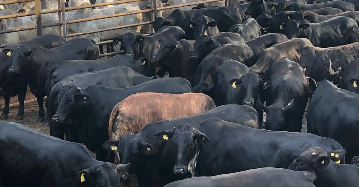 Workshop pecuária premium debate produção de carne de qualidade em Rondônia