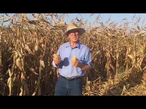 xvii seminario nacional de milho safrinha convite gessi ceccon