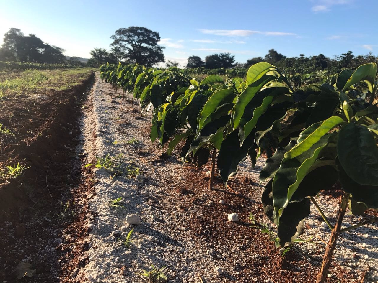 1. Passos essenciais
2. Táticas eficazes
3. Segredos revelados
4. Estratégias inovadoras
5. Dicas práticas
6. Resultados surpreendentes